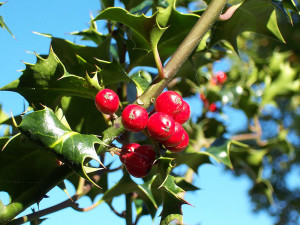 Holly (Ilex-aquifolium).