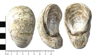 Fossilised oyster shell